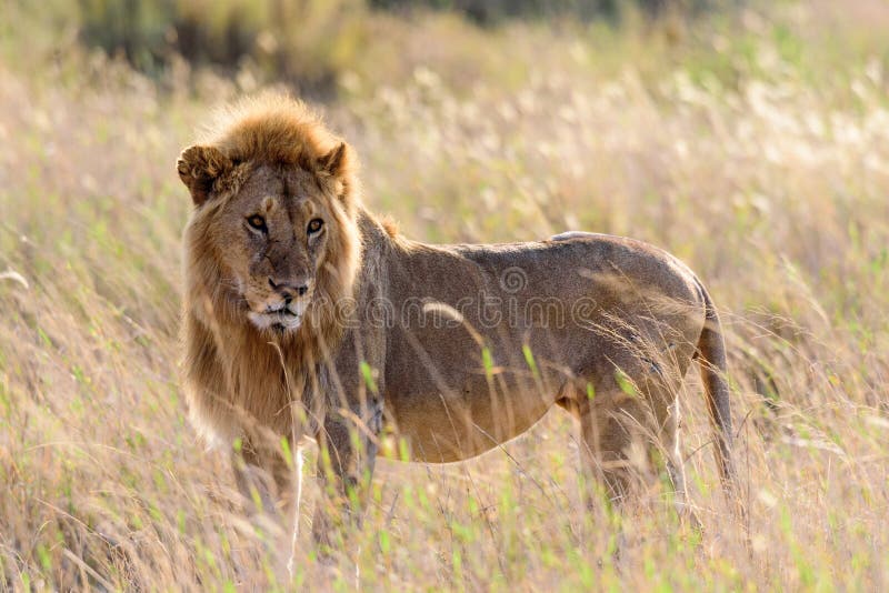 Portrait of a lion Panthera leo in the Serengeti savanna, Serengeti National Park, Safari, East Africa, August 2017, Northern. Portrait of a lion Panthera leo in stock photography Portrait of a lion Panthera leo in the Serengeti savanna, Serengeti National Park, Safari, East Africa, August 2017, Northern. Portrait of a lion Panthera leo in stock photography