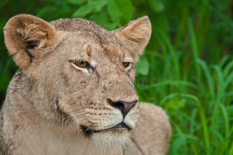 Львица портрет. Leones in the Rain. Lioness in the Rain face. Lioness-in-the-Rain Video. Lioness in the rain