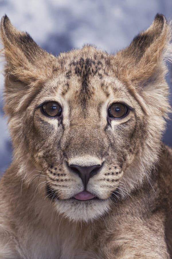 Portrait of a lioness young little cute and funny