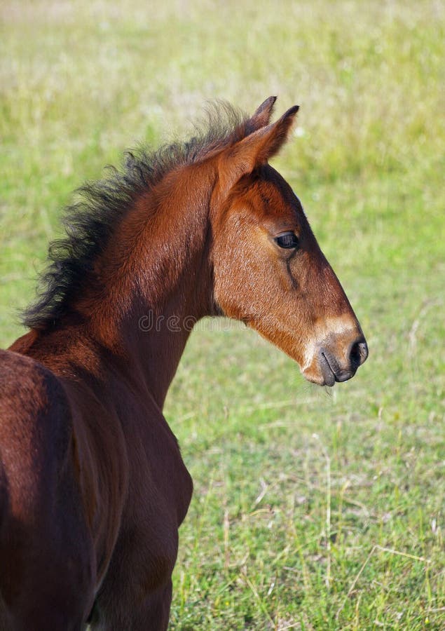 Portrait of little bay foal