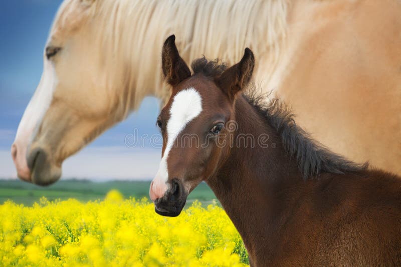 Portrait of a little foal with his caring mother