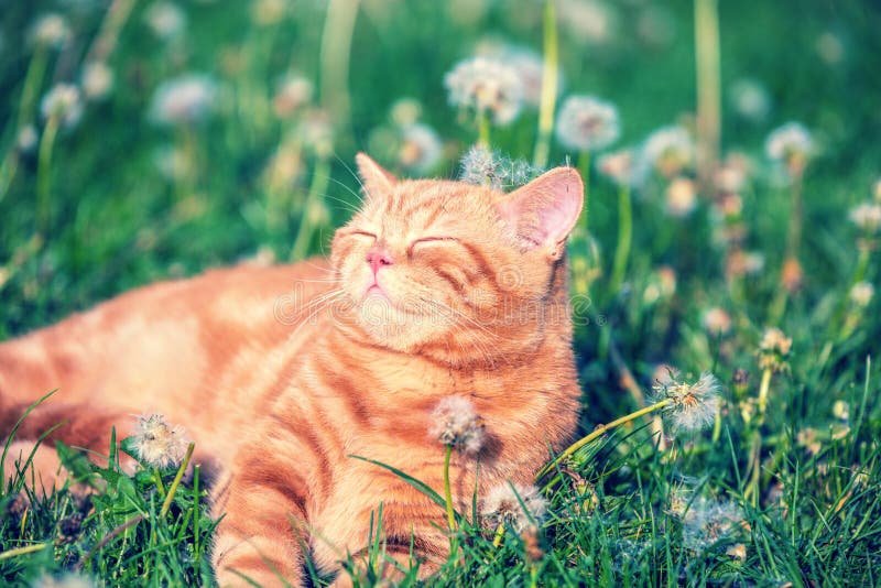 Little ginger kitten lying on the dandelion field stock photography Little ginger kitten lying on the dandelion field stock photography