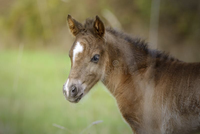 Portrait of a newborn brown foal with a white spot on its forehead and snout royalty free stock photography Portrait of a newborn brown foal with a white spot on its forehead and snout royalty free stock photography