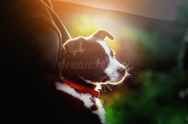 Portrait of a little puppy in a backpack in the rays of the evening sun stock photography