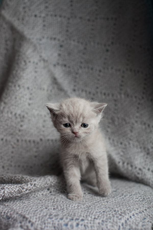 Little scottish straight kitten sitting and looking at camera royalty free stock images Little scottish straight kitten sitting and looking at camera royalty free stock images