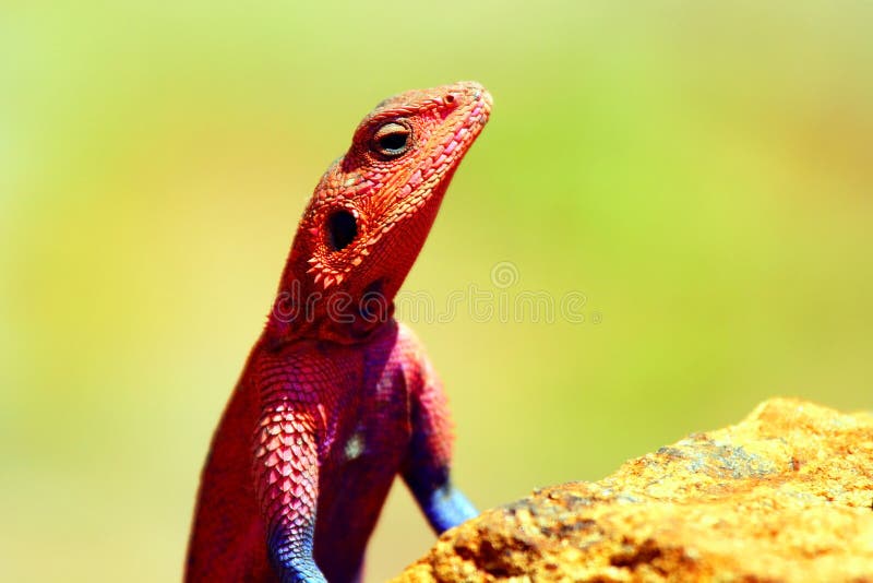 Portrait of lizard