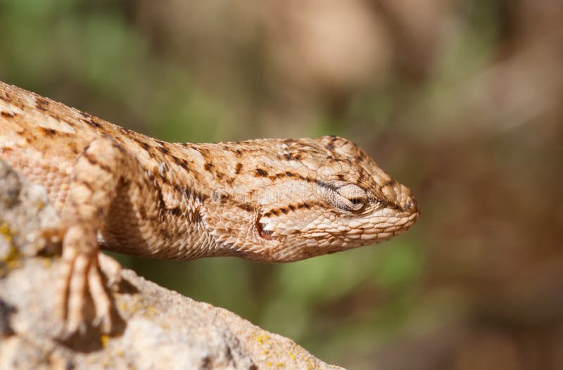 Portrait of Lizard