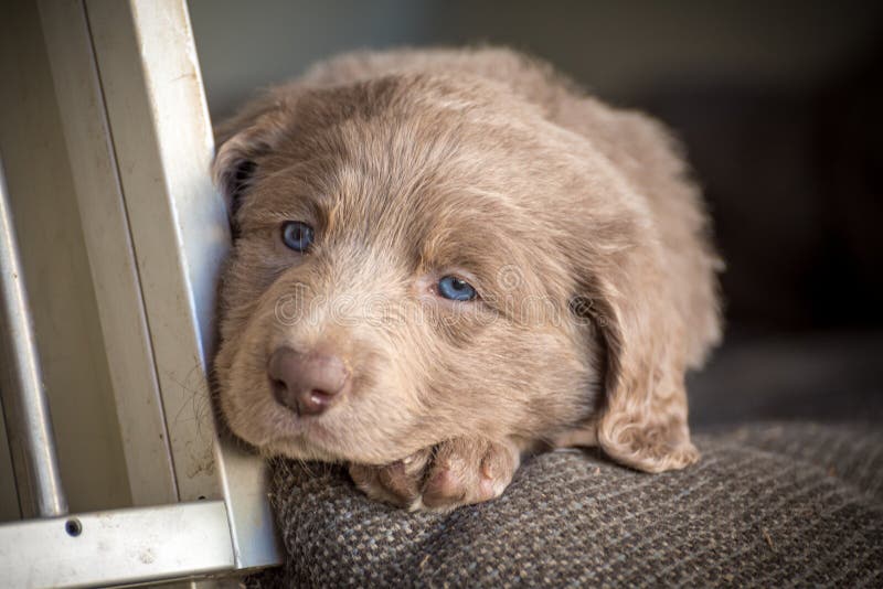 Portrait Of A Long Haired Weimaraner Puppy With Its Gray Fur And Bright Blue Eyes Pedigree Long