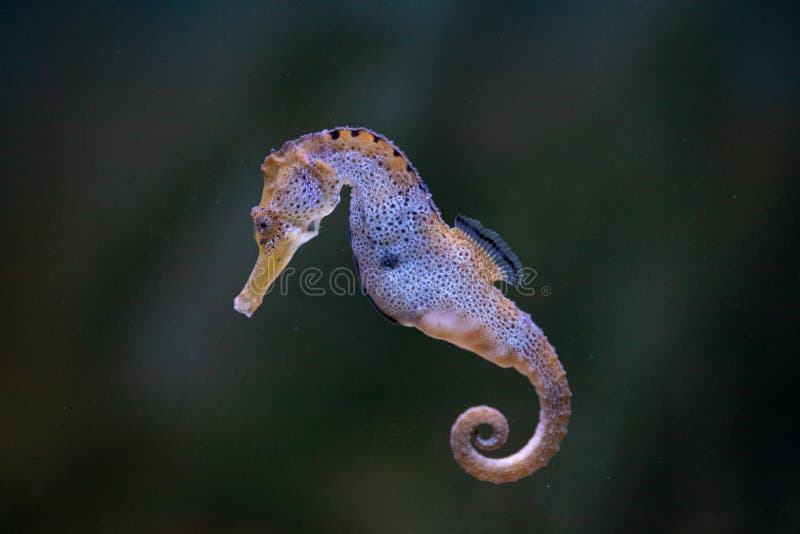 Portrait of a long snouted seahorse underwater