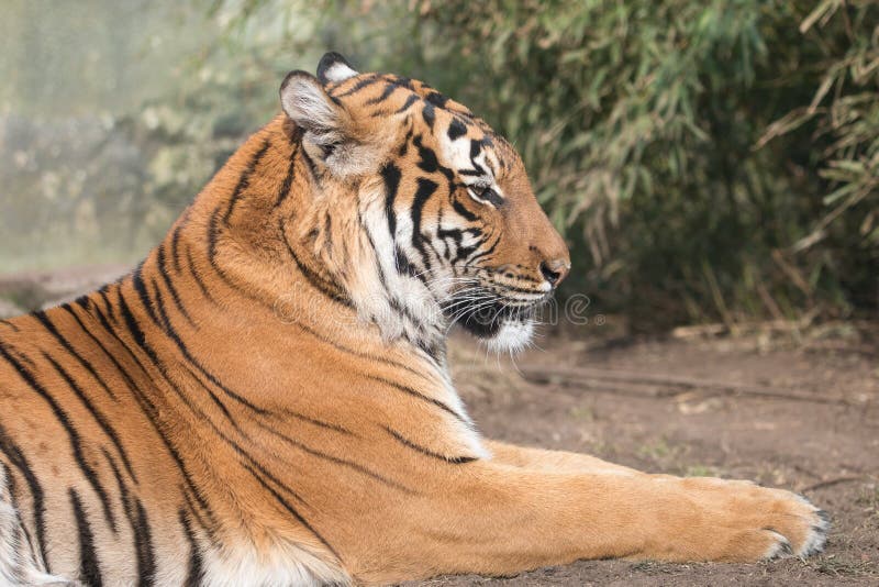 Portrait of lying Malayan tiger with blurred green background