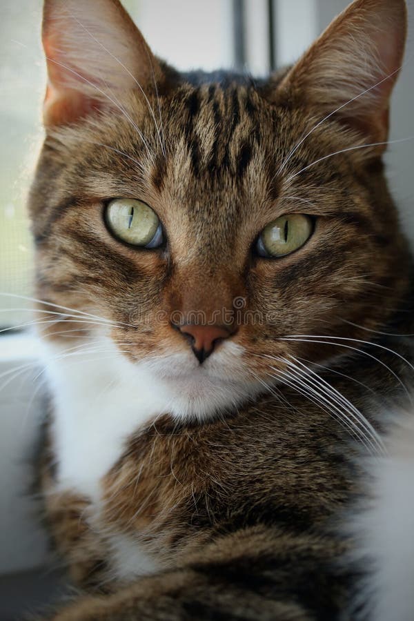 Portrait of a Mackerel Tabby Cat on the Windowsill Stock Image Image