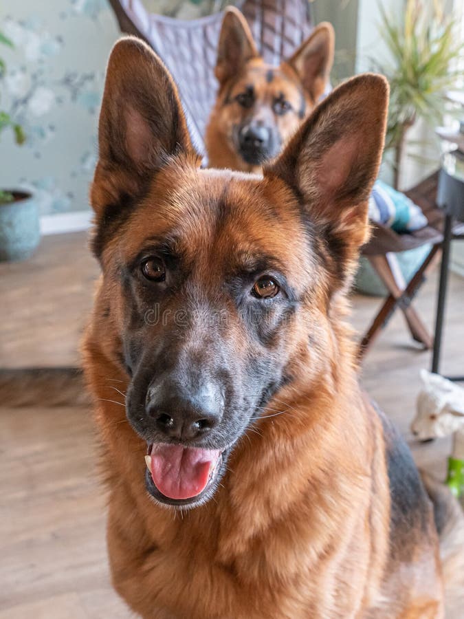 Portrait Of A German Shepherd, 3 Years Old, Standing In Full Body, In The Forrest, Autumn Leafs