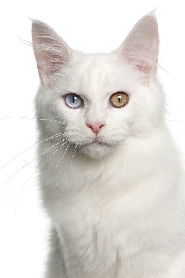 Portrait of Maine Coon cat stock image. Image of eyes - 78018857