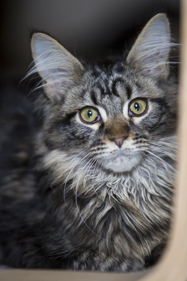 Portrait of a Maine Coon Cat in Profile Stock Photo - Image of ...