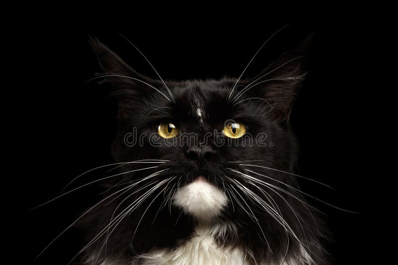 Portrait Maine Coon Cat Looking Camera, fond noir d'isolement de plan rapproché image stock Portrait Maine Coon Cat Looking Camera, fond noir d'isolement de plan rapproché image stock