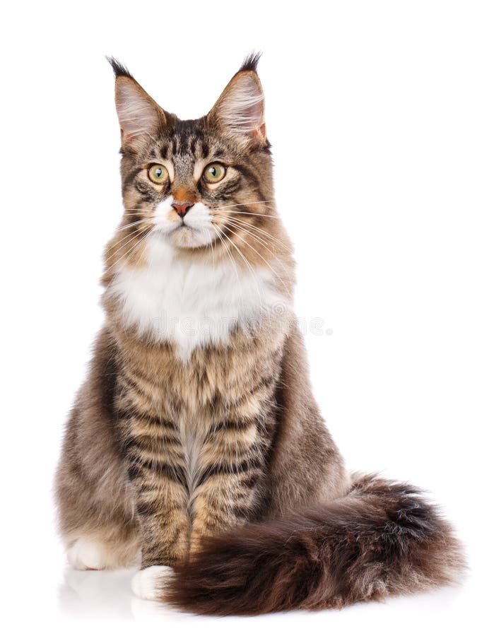 Maine Coon Cat 6 Months Old Sitting Stock Photos Free & RoyaltyFree