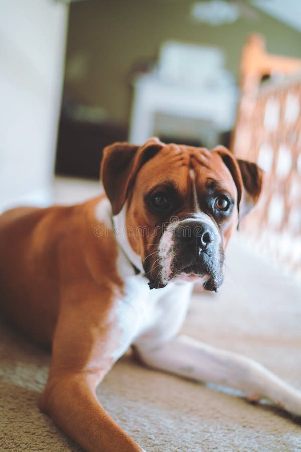 Portrait of Male Boxer Dog stock photo. Image of boxer 261559424
