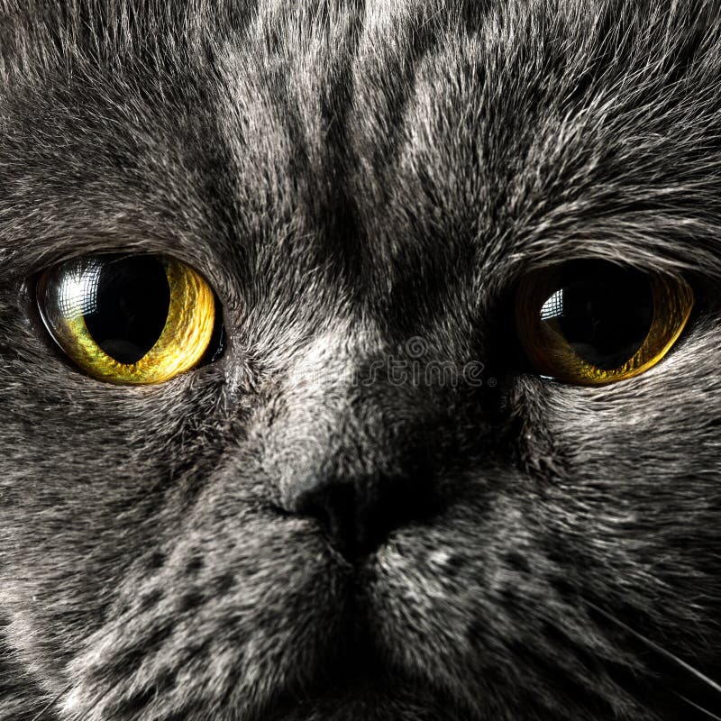 Portrait of a male british short hair cat close up