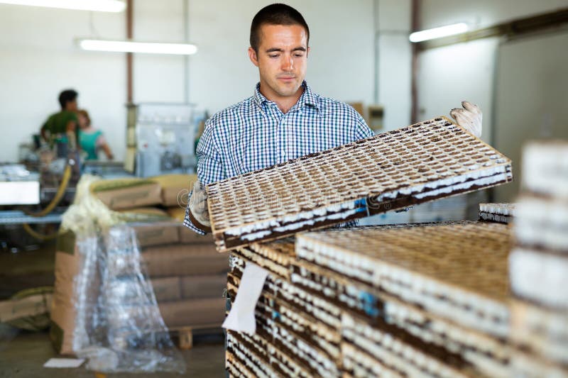 Portrait of focused male farm worker loading boxes with vegetable seeds in stack on greenhouse plantation. Automatic loading stock images, royalty-free photos and pictures