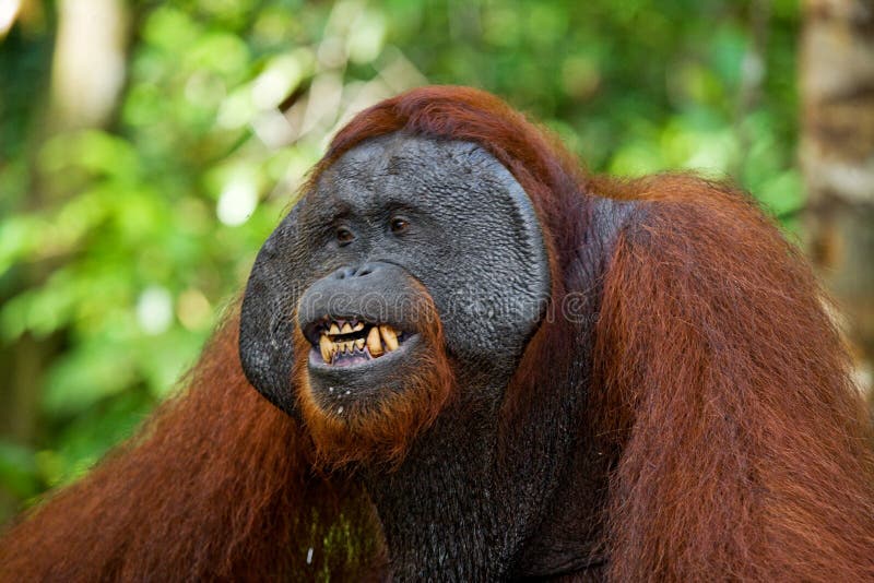 669 Orangutan Monkey Close Up Portrait Stock Photos - Free & Royalty-Free  Stock Photos from Dreamstime - Page 5