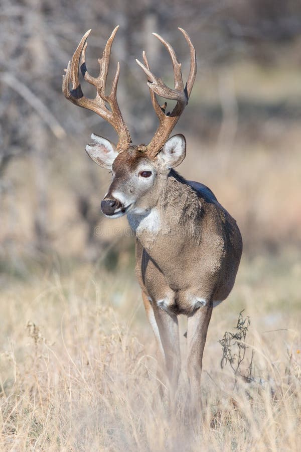 Portrait of a Mature Whitetail Buck Stock Image - Image of hunting ...