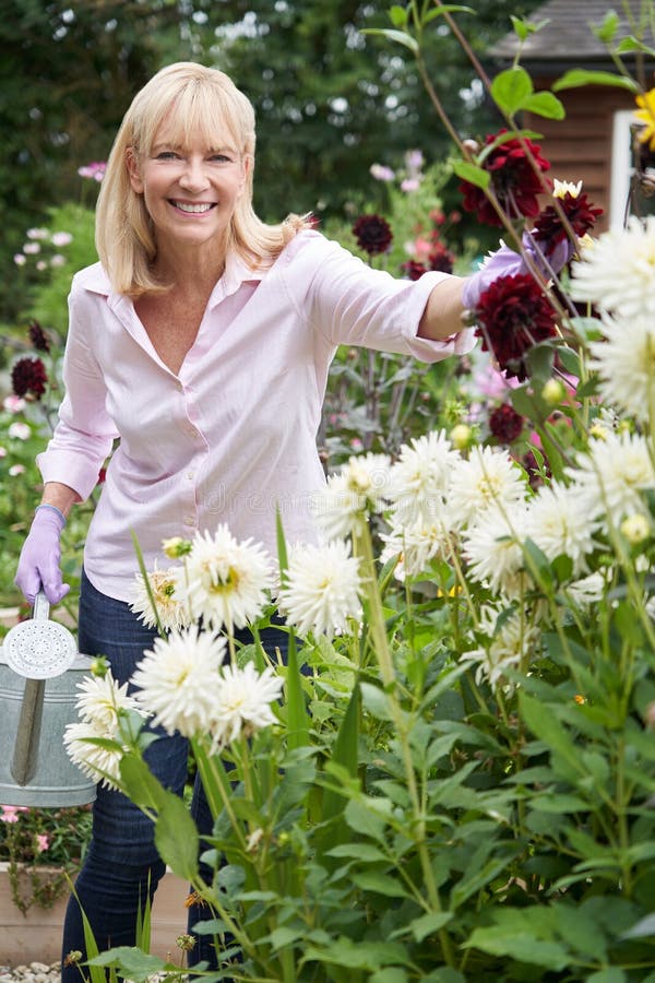 Portrait Of Mature Woman Watering Dahlia Flowers In Garden At Home stock images Portrait Of Mature Woman Watering Dahlia Flowers In Garden At Home stock images
