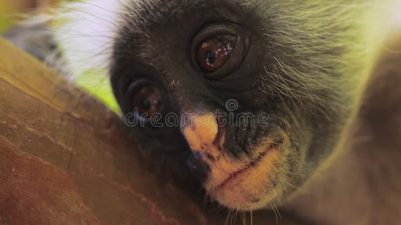 Portrait mignon du singe colobus rouge regardant droit devant la caméra. un primate exotique à l'air drôle assis sur une branche d
