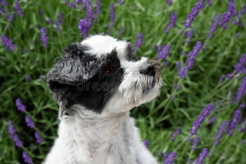 Portrait of a mixed-breed dog between shih tzu and maltese dog with big astonished eyes He sits in lavender flowers. Portrait of a mixed-breed dog between shih tzu and maltese dog with big astonished eyes He sits in lavender flowers