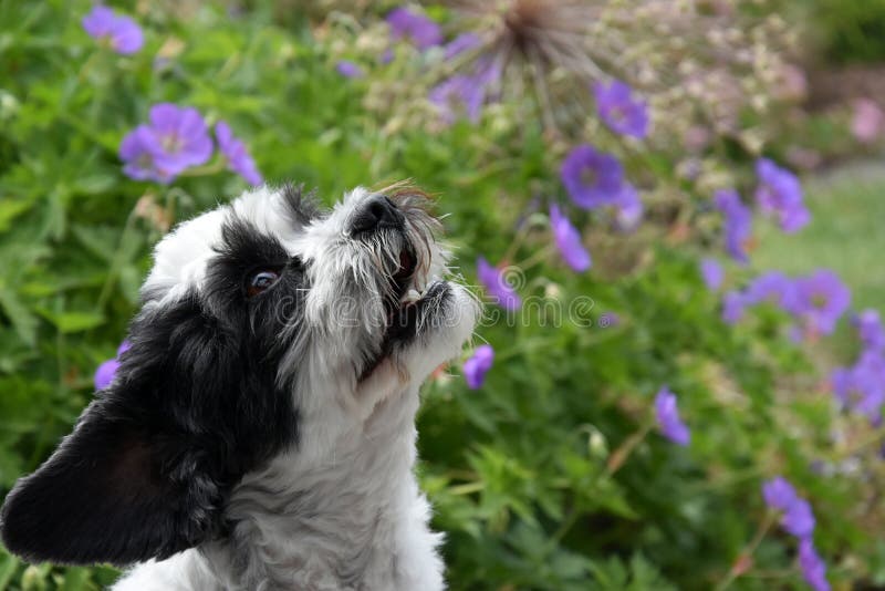 Portrait of a mixed-breed dog between shih tzu and maltese dog with sitting in lilac flowers and observes something. Portrait of a mixed-breed dog between shih tzu and maltese dog with sitting in lilac flowers and observes something