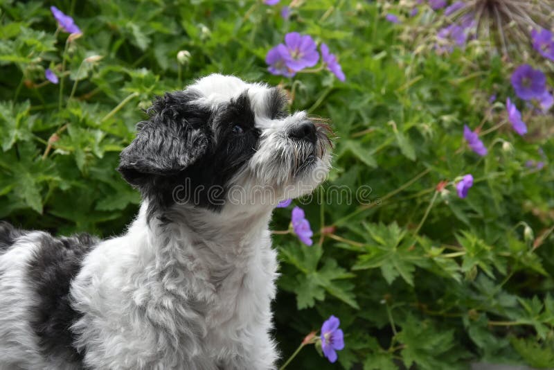 Portrait of a mixed-breed dog between shih tzu and maltese dog with sitting in lilac flowers and observes something. Portrait of a mixed-breed dog between shih tzu and maltese dog with sitting in lilac flowers and observes something