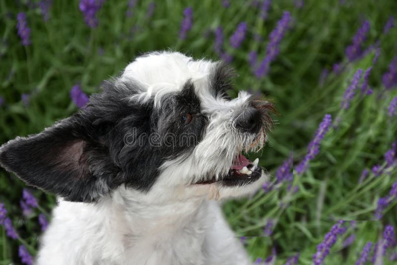Portrait of a mixed-breed dog between shih tzu and maltese dog with open mouth and flying ear . He sits in lavender flowers. Portrait of a mixed-breed dog between shih tzu and maltese dog with open mouth and flying ear . He sits in lavender flowers