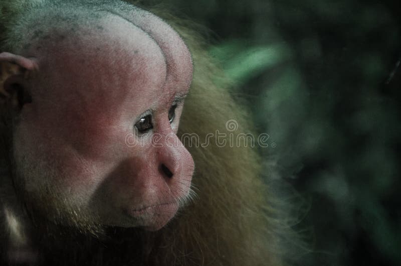 Portrait of a monkey stock image Portrait of a monkey stock image
