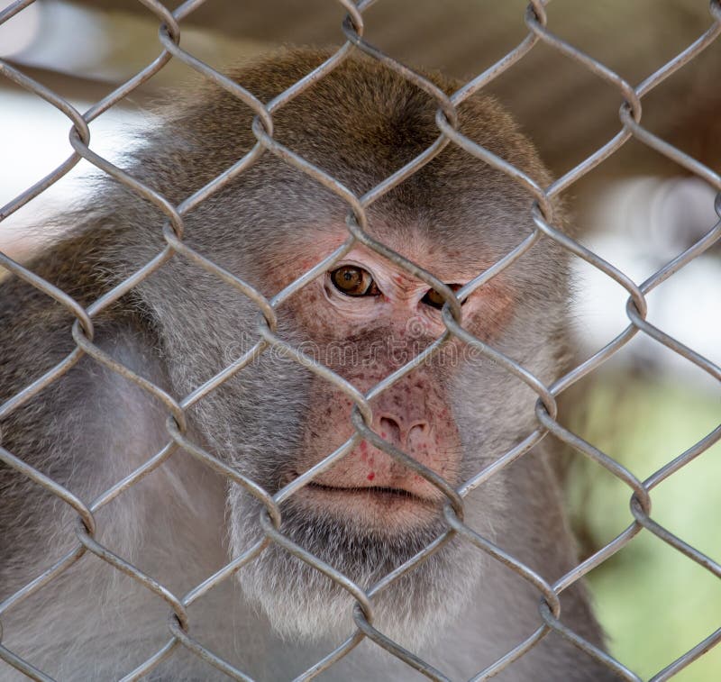 Portrait of a Monkey in a Zoo Cage. Stock Image Image of monkeys, primate 257010515