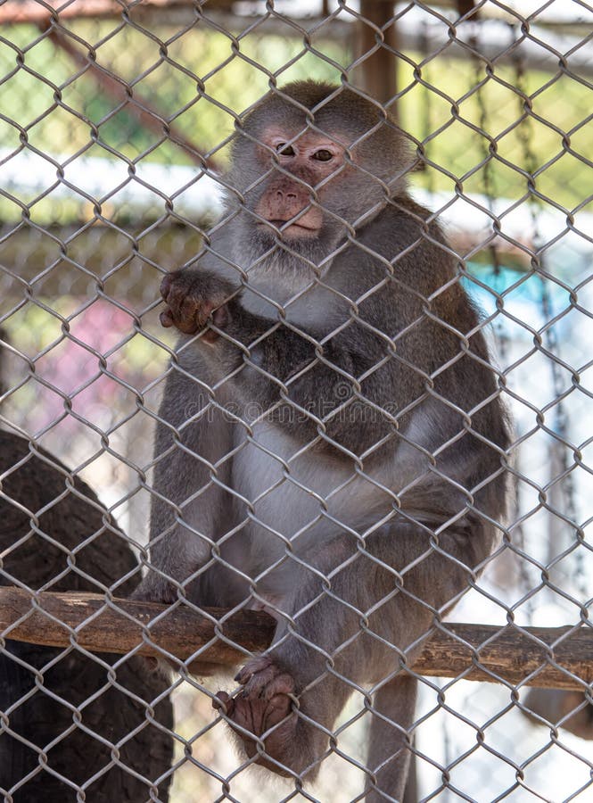 Portrait of a Monkey in a Zoo Cage. Stock Photo Image of beautiful, primate 261314548