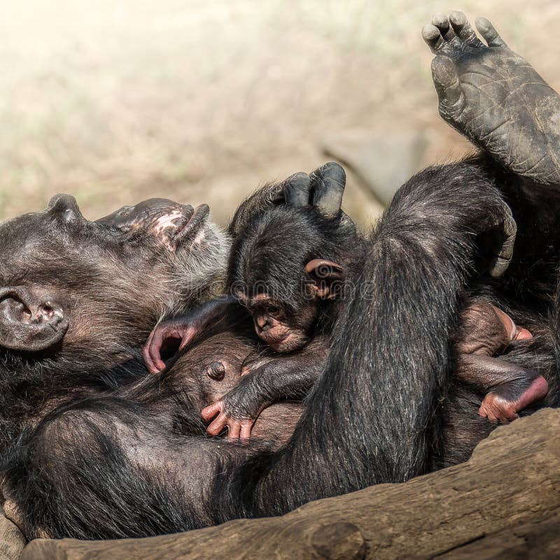 Funny Baby Chimp Stock Photo by ©fouroaks 2319557