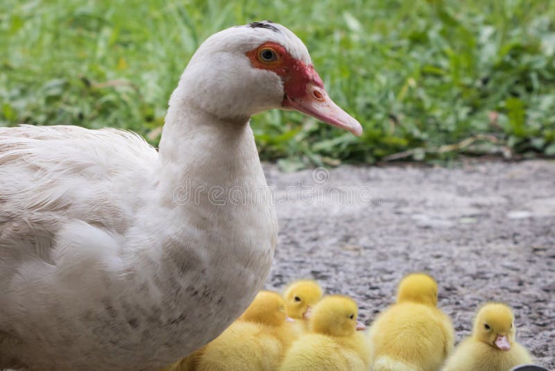 Portrait of mother muscovy duck and group of cute yellow fluffy baby ducklings, animal family concept