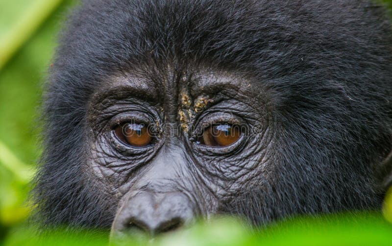 Portrait of a mountain gorilla. Uganda. Bwindi Impenetrable Forest National Park. An excellent illustration.