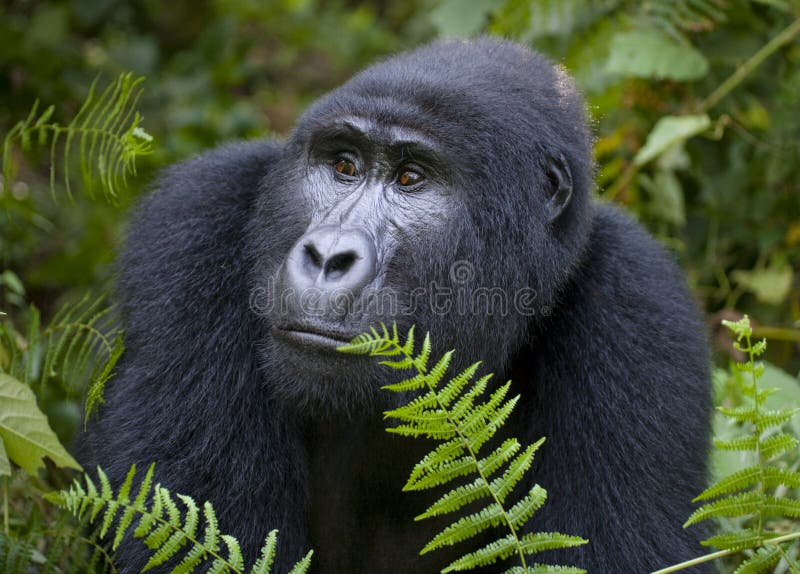 Portrait of a mountain gorilla. Uganda. Bwindi Impenetrable Forest National Park. An excellent illustration.