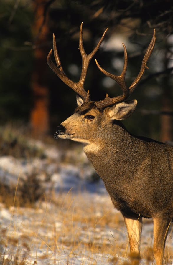 Portrait of a Mule Deer Buck Stock Photo - Image of hunting, mulie ...