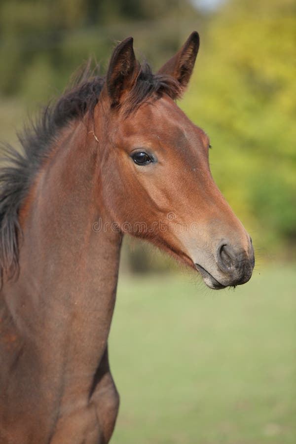 Portrait of brown foal in autumn