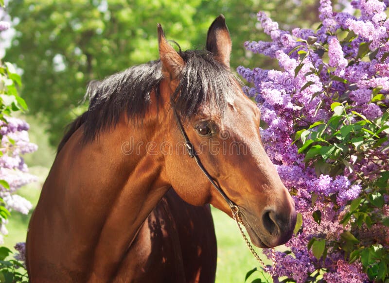 Portrait of Nice Horse Near Flowers Stock Photo Image of leaves