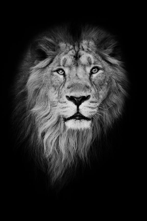 Portrait noir blanc, fond noir isolé Museler un lion mâle puissant avec une belle crinière rapprochée photo stock