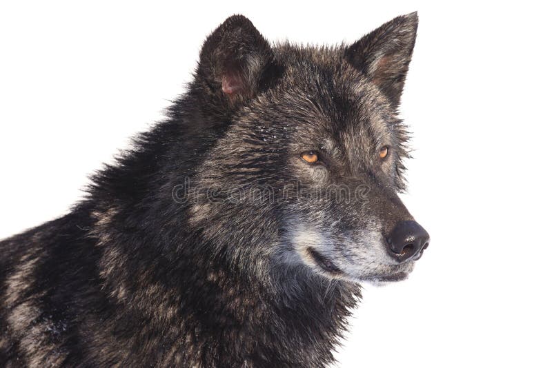 Portrait noir de côté de loup