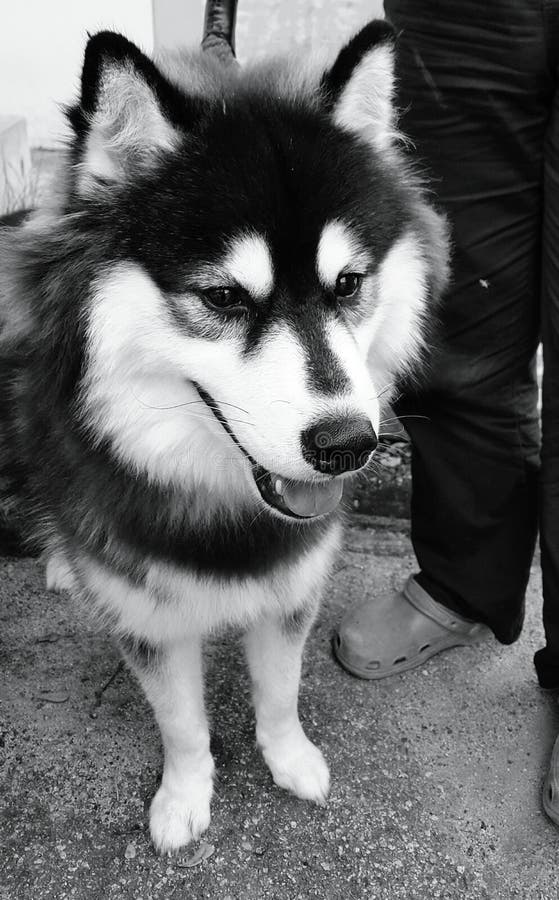 Portrait noir et blanc de chien de traîneau d'Alaska photos libres de droits