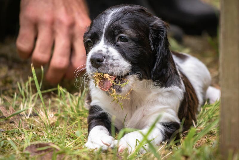 Portrait Noir Et Blanc Mignon Et Curieux De Chiot De Chien D Epagneul De Bretagne De Bebe Eau Potable Image Stock Image Du Noir Drole