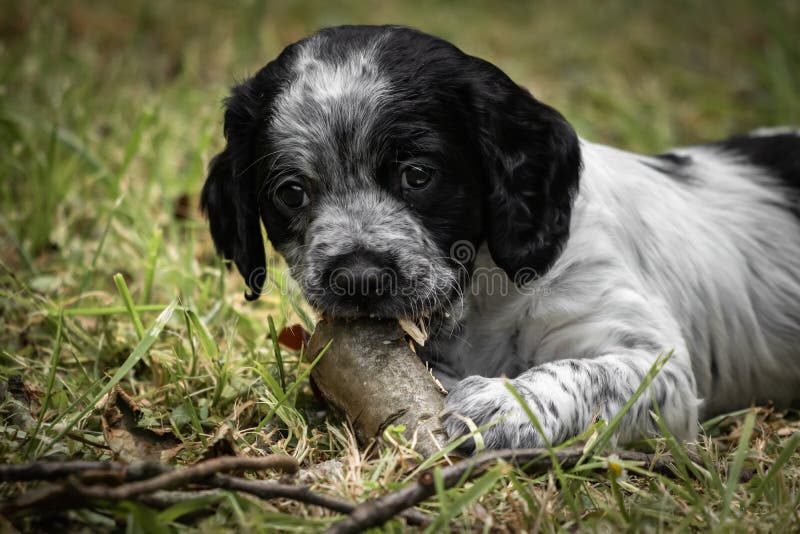 Portrait Noir Et Blanc Mignon Et Curieux De Chiot De Chien D Epagneul De Bretagne De Bebe Eau Potable Image Stock Image Du Noir Drole Portrait Noir Et Blanc Mignon Et Curieux De Chiot De Chien D Epagneul De Bretagne De Bebe Eau Potable Image Stock Image Du Noir Drole