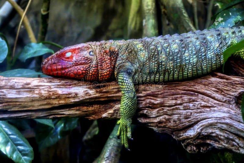 Portrait of a northern caiman lizard sleeping on the branch of a tree. High quality photo