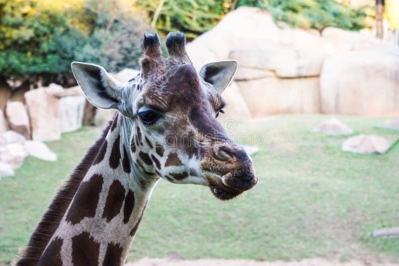 Portrait of a Northern Giraffe`s Head, Also Known As Three-horned