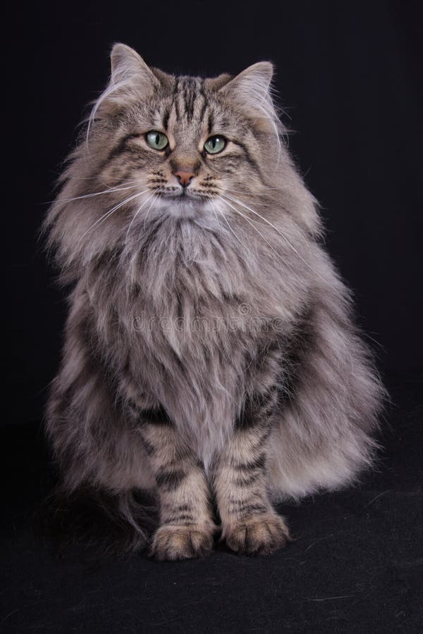 Portrait of Norwegian female cat