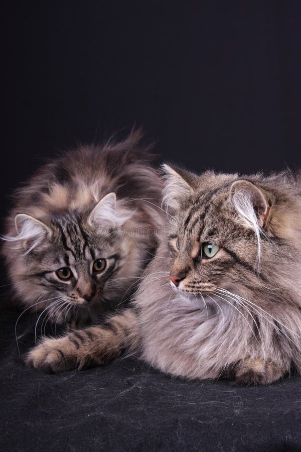 Portrait of Norwegian female cat with puppy